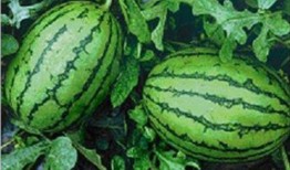 如何在网上免费吃瓜,轻松畅享热门资讯盛宴